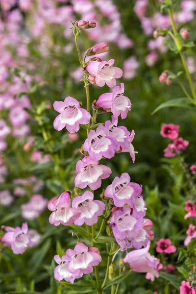 Penstemon Pensham Freshwater Pearl Summer Autumn Fall Flowering Plant Pink — ストック写真