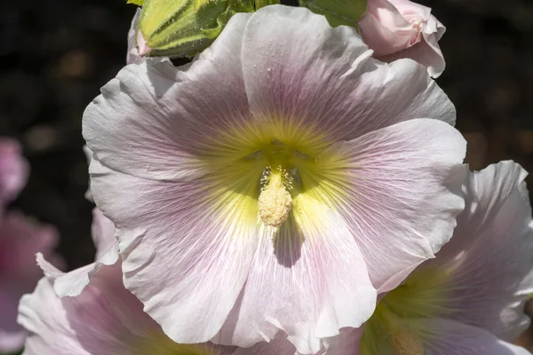 春と夏の間に白い花を咲かせるハリホックとして一般的に知られている背の高い開花植物Alcea Nigra Thaea Rosea ストックフォトイメージ — ストック写真