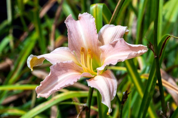 Hemerocallis Luxury Lace Spring Summer Flowering Plant Pale Pink Summertime —  Fotos de Stock