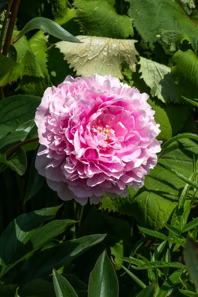 Пион Пеония Весеннее Летнее Цветущее Растение Белым Розовым Красным Весенним — стоковое фото