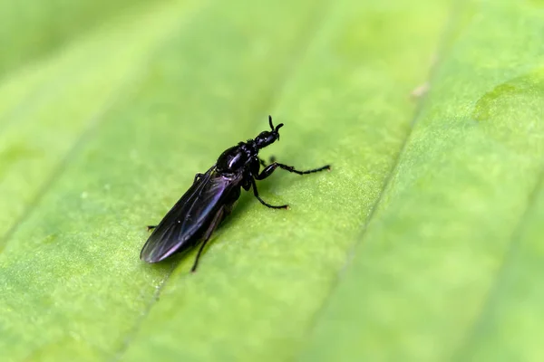 Fever Fly Dilophus Febrilis Black Flying Insect Species Found Europe — Stock fotografie