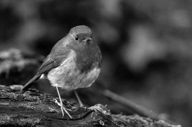 Robin Kızılgöğüs (Erithacus rubecula), kırmızı veya turuncu göğüslü İngiliz bir kuş türü olup, sık sık noel kartlarında, siyah ve beyaz monokrom resimde bulunur.