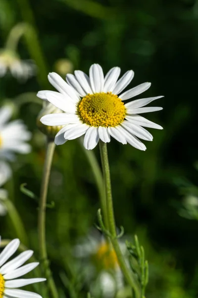 Chamaemelum Nobile Eine Sommerblühende Pflanze Mit Einer Weißen Sommerblume Die — Stockfoto