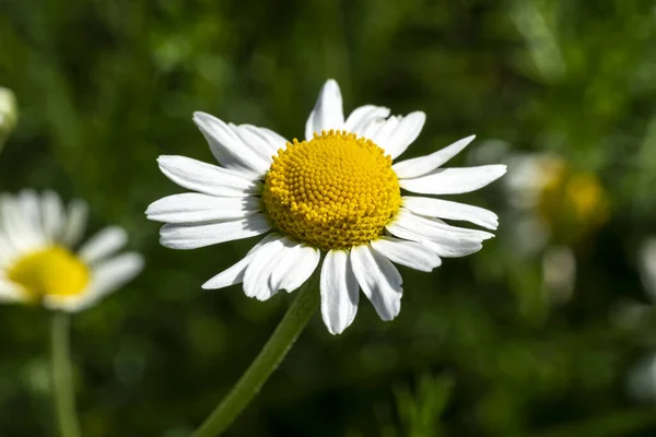 Chamaemelum Nobile Letní Kvetoucí Rostlina Bílým Letním Květem Běžně Známým — Stock fotografie