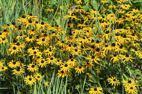 Rudbeckia Fulida Var Sullivantii Goldsturm Summer Flowering Plant Native North — Stock Photo, Image