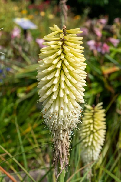 Kniphofia Ice Queen Summer Autumn Fall Flowering Plant Yellow Green — Stock Photo, Image