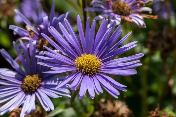 Aster Peduncularis紫青草本夏秋の多年草の花の植物は 一般的にマイケルマスデイジーストックフォトイメージとして知られています — ストック写真