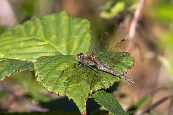 Common Darter Dragonfly One Most Abundant Insect Species Europe Stock — Stock Photo, Image