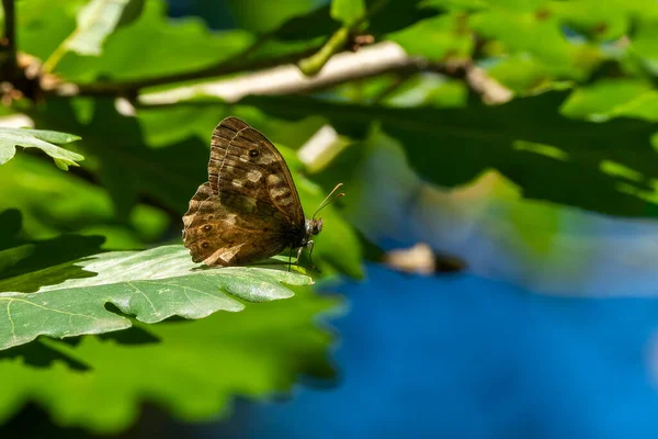 夏の葉の上に寝そべっている間の翼の下面を示す特徴的な木蝶 Parge Aegeria ストックフォトイメージ — ストック写真