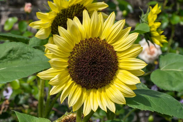 Sonnenblume Helianthus Eine Sommerblühende Pflanze Mit Einer Gelben Sommerblume Archivbild — Stockfoto