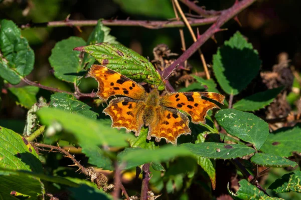 Comma Schmetterling Polygonia Album Ein Orange Braunes Fluginsekt Mit Gebogenen — Stockfoto