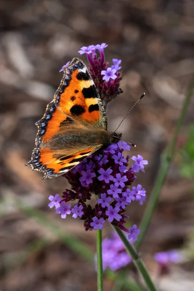 Mały Motyl Żółw Aglais Urticae Skrzydłami Wyciągniętymi Spoczynku Verbena Bonariensis — Zdjęcie stockowe