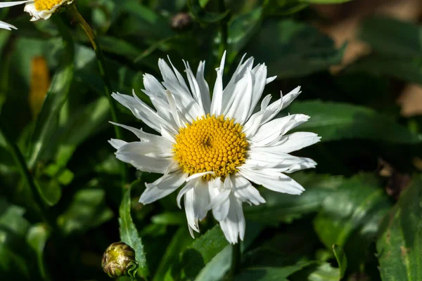 Leucanthemum Superbum Madonna Summer Autumn Flowering Plant White Summertime Flower — Stock Photo, Image