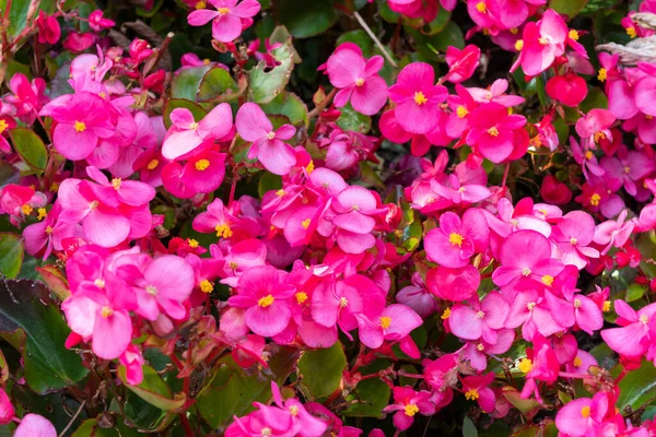 Begonia Semperflorens Una Pianta Fiore Estiva Annuale Con Fiore Rosso — Foto Stock