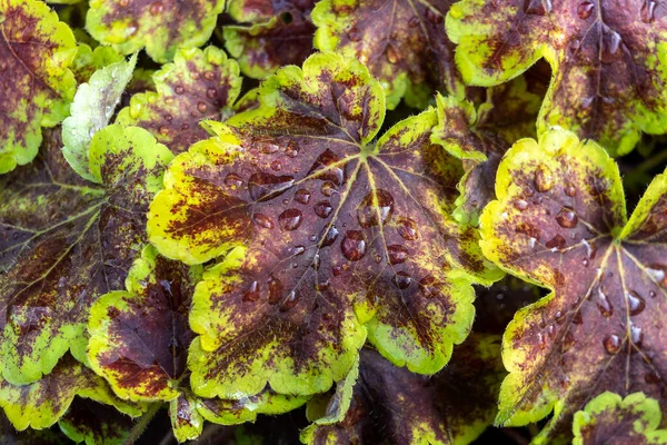 Heucherella Solar Eclipse Sonbaharda Açık Yeşil Kahverengi Yaprakları Olan Heuchera - Stok İmaj