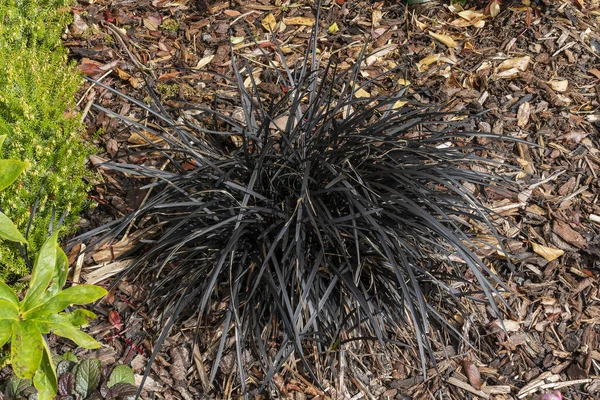 Ophiopogon Planiscapus Nigrescens Bir Bahar Mevsimi Siyah Ejder Olarak Bilinen Telifsiz Stok Imajlar