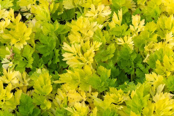 Celery Loretta Apium Graveolens Var Dulce Leaves Background Growing Market — Stock Photo, Image