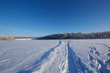 Kış ormanı, kar, mavi gökyüzü