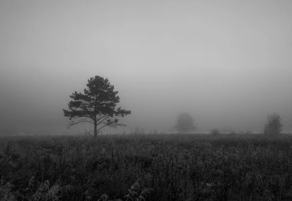 Осінній Туманний Пейзаж Чорно Білому — стокове фото