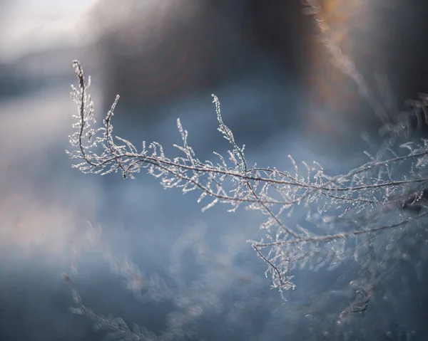 Velmi Krásný Zamrzlý Zimní Les — Stock fotografie