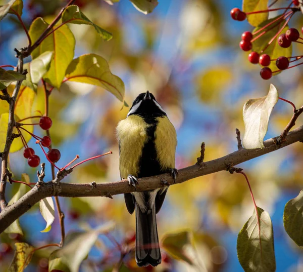 Păsări Drăguțe Care Trăiesc Parc — Fotografie, imagine de stoc