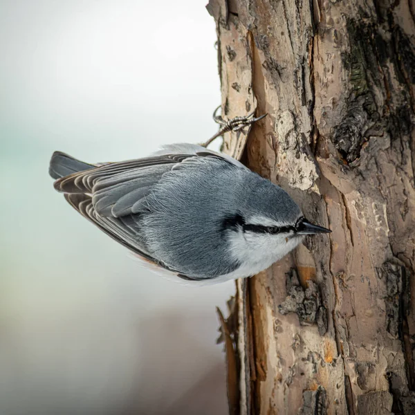 Păsări Drăguțe Care Trăiesc Parc — Fotografie, imagine de stoc