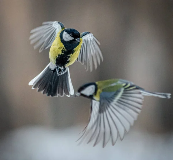 Păsări Drăguțe Care Trăiesc Parc — Fotografie, imagine de stoc