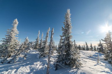 Kar altında kış doğası