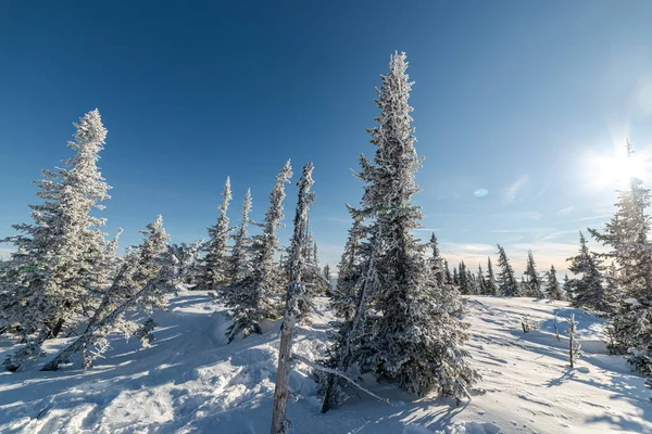 Kar altında kış doğası