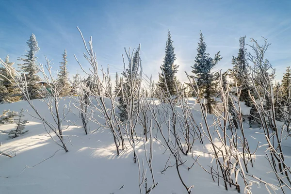 Kar altında kış doğası