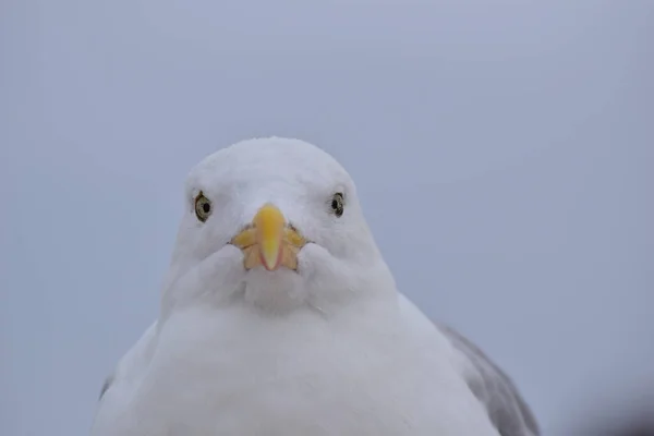 Retrato de una gaviota sentada en la playa —  Fotos de Stock