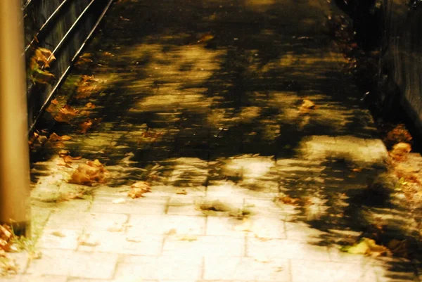 Размытый Путь Осенними Листьями Ночью Крупным Планом — стоковое фото