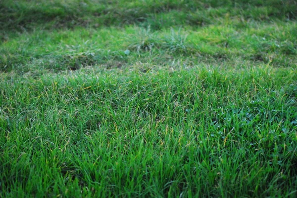 Close Green Grasses Meadow — Stock Photo, Image