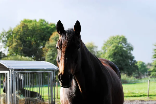 Porträtt av en brun häst som står utanför på en hage — Stockfoto