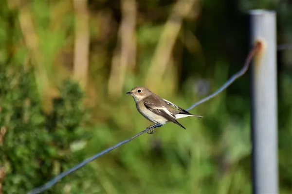 Kleiner Vogel sitzt auf einem Zaun an der Küste in der Abendsonne — Stockfoto