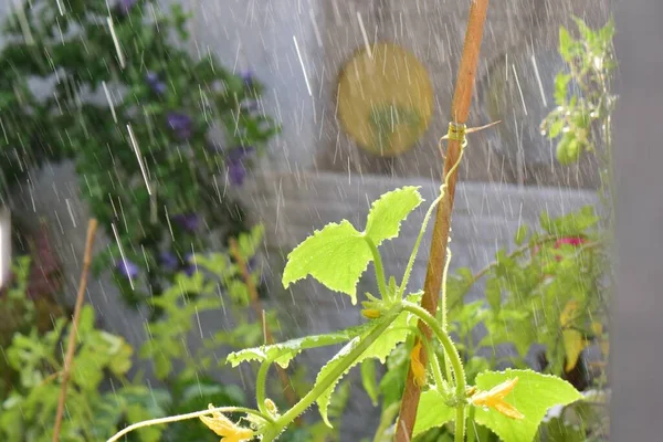 Pianta di cetriolo su una terrazza durante doccia a pioggia — Foto Stock