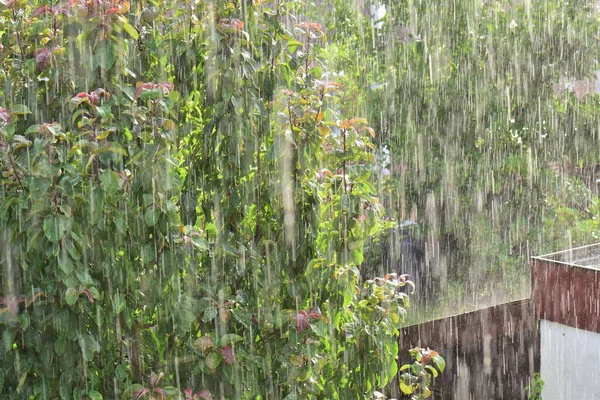 Pioggia pesante con alberi sullo sfondo — Foto Stock