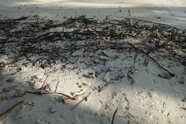 Corrals wood and seaweeds on the beach as a close up — Stock Photo, Image