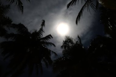 Palmiye ağaçları, geceleri ayın kenarına gelir.