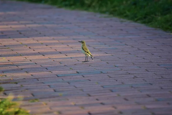 Pequeño pájaro amarillo verde caminando sobre un pavimento — Foto de Stock