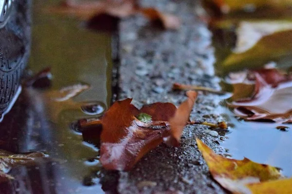 Autunno foglie in una pagaia om la strada come un primo piano — Foto Stock