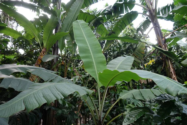 热带绿色植物，叶大为特写 — 图库照片