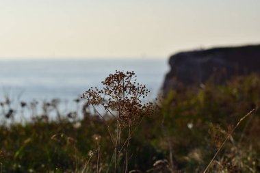 Akşam güneşinde kırmızı bir uçurumun kenarında kurumuş çiçekler.