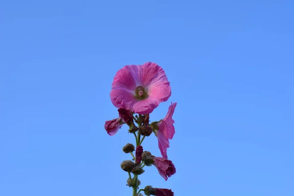 Pink Hollyhock contra um céu azul claro — Fotografia de Stock