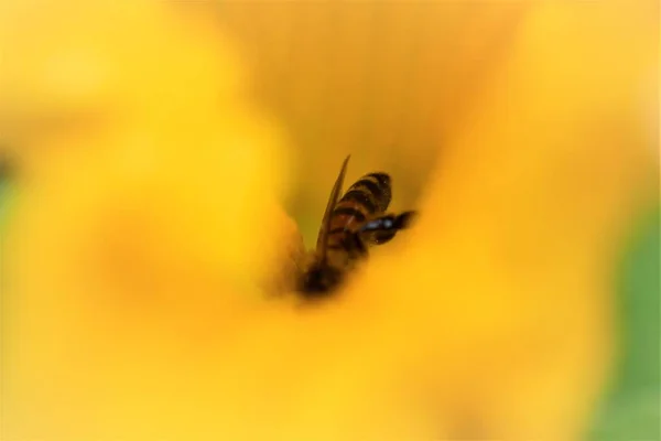 Medová včela ve žlutém dýňovém květu — Stock fotografie