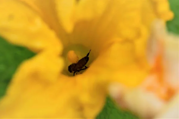 Abeille miel dans une fleur de pumkin jaune — Photo