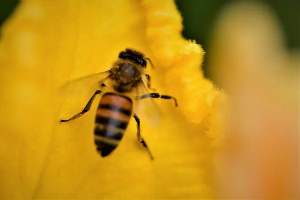 カボチャの花の黄色の葉の上にミツバチ — ストック写真