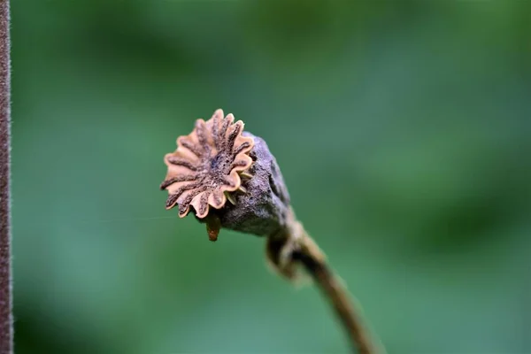 Uma cápsula de semente de papoula seca marrom contra um fundo verde desfocado — Fotografia de Stock