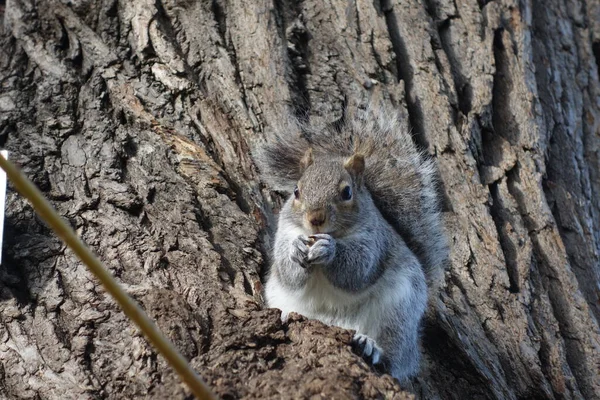 Sincap bir söğüt ağacına oturur ve fıstık yer.