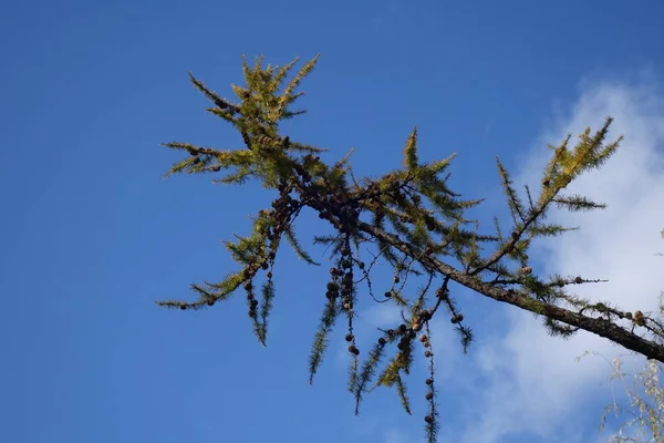 Larice con aghi marroni contro un cielo blu — Foto Stock